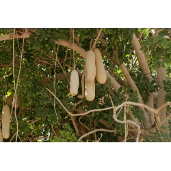 Sausage Tree Seeds (Kigelia pinnata) 2.049999 - 7
