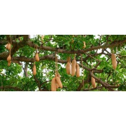 Leberwurstbaum Samen (Kigelia africana) 2.049999 - 8