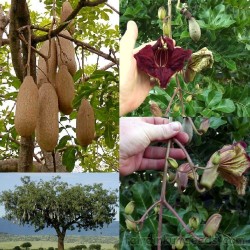 Σπόροι δέντρο λουκάνικο (Kigelia africana) 2.049999 - 9