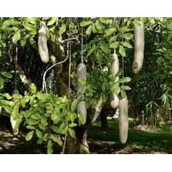 Graines L’arbre à saucisses ou saucissonnier (Kigelia africana) 2.049999 - 10