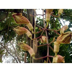 Graines L’arbre à saucisses ou saucissonnier (Kigelia africana) 2.049999 - 12