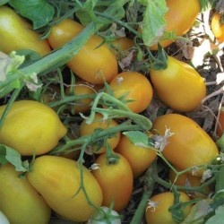 Mini San Marzano Gelb und rot Tomatensamen 1.95 - 5
