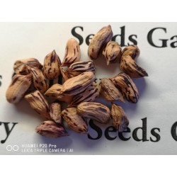 Tiger Peanut Seeds (Arachis Hypogaea) 1.95 - 5