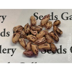 Tiger Peanut Seeds (Arachis Hypogaea) 1.95 - 6