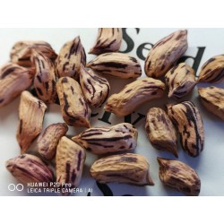 Graines de Cacahuète tigre (Arachis hypogaea) 1.95 - 8