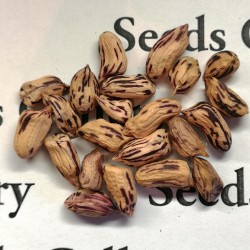 Tiger Peanut Seeds (Arachis Hypogaea) 1.95 - 3