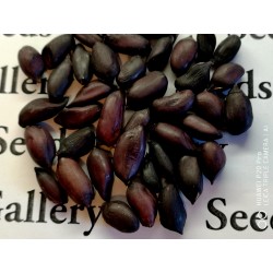Semi di Arachide Nero (Arachis Hypogaea) 1.95 - 7