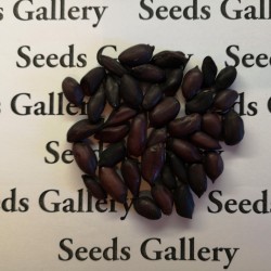 Black Peanut Seeds (Arachis hypogaea) 1.95 - 2