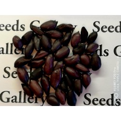 Black Peanut Seeds (Arachis hypogaea) 1.95 - 8