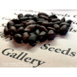 Black Peanut Seeds (Arachis hypogaea) 1.95 - 9