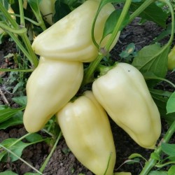 Big Hot White Pepper Seeds 1.95 - 1