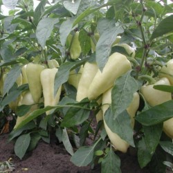 Μεγάλο ζεστού Λευκό πιπέρι Σπόρων 1.95 - 2