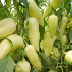 Big Hot White Pepper Seeds 1.95 - 3