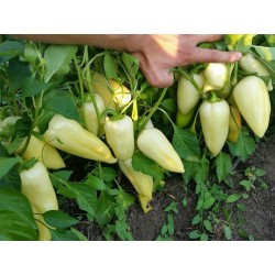 Big Hot White Pepper Seeds 1.95 - 4