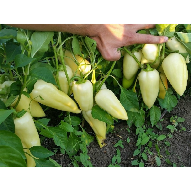 White Bell Peppers Information, Recipes and Facts