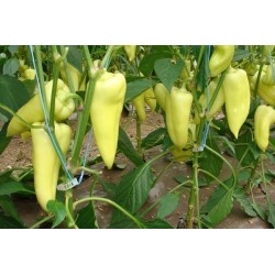 Big Hot White Pepper Seeds 1.95 - 5