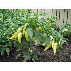 Big Hot White Pepper Seeds 1.95 - 6