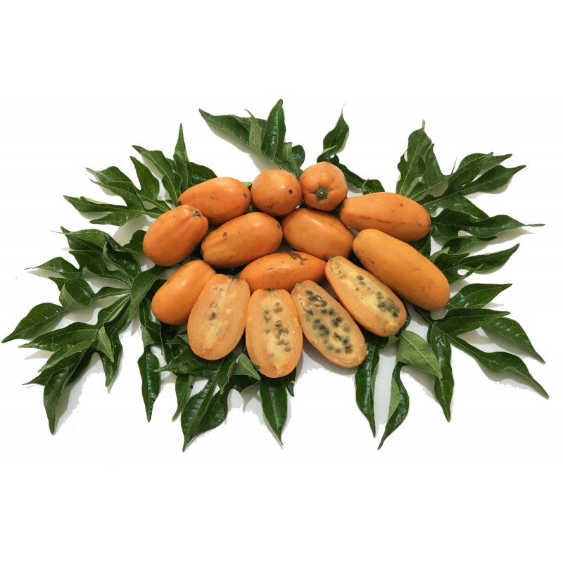 Semillas de papaya silvestre (Jacaratia spinose) 3 - 5