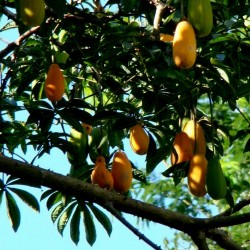 Semillas de papaya silvestre (Jacaratia spinose) 3 - 3