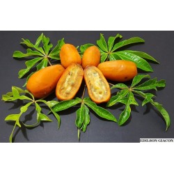 Semi di papaia selvatica (Jacaratia spinosa) 3 - 4