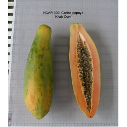 Patuljasta "KAK DUM" Dugacka Papaja Seme (Carica papaya) 3 - 3