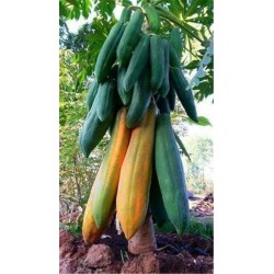 Dwarf "KAK DUM Variety" Long Papaya Seeds 3 - 4