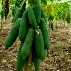 Dwarf "KAK DUM Variety" Long Papaya Seeds 3 - 2