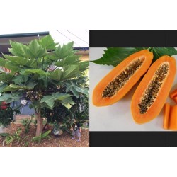 Sementes de Anão Mamão Longo "KAK DUM" (Carica Papaya) 3 - 5
