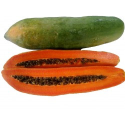 Dwarf "KAK DUM Variety" Long Papaya Seeds 3 - 6