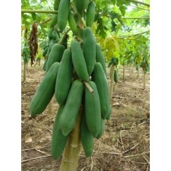 Patuljasta "KAK DUM" Dugacka Papaja Seme (Carica papaya) 3 - 7