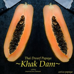 Sementes de Anão Mamão Longo "KAK DUM" (Carica Papaya) 3 - 1