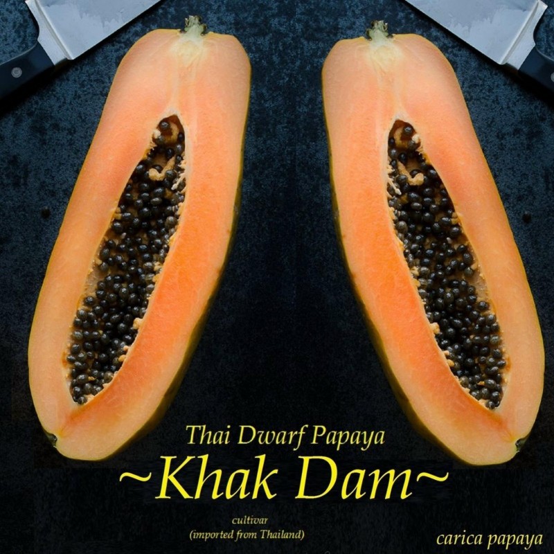Patuljasta "KAK DUM" Dugacka Papaja Seme (Carica papaya) 3 - 1