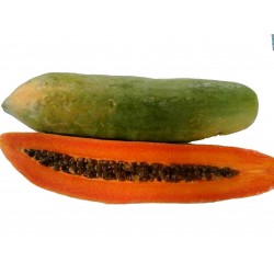 Sementes de Anão Mamão Longo "KAK DUM" (Carica Papaya) 3 - 8