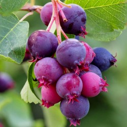Σπόροι Amelanchier Canadensis - υγιή φρούτα 1.95 - 2