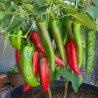 Anahajm Chili Ljuta Papricica Seme (Capsicum Annuum) | 1,55 €