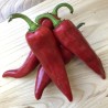 ΣπόροιΤσίλι - πιπέρι ANAHEIM (Capsicum Annuum) | 1,55 €