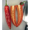 ΣπόροιΤσίλι - πιπέρι ANAHEIM (Capsicum Annuum) | 1,55 €