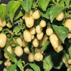 Σπόροι Τσίλι - πιπέρι Habanero Ivory - Ελεφαντοστού 2 - 4