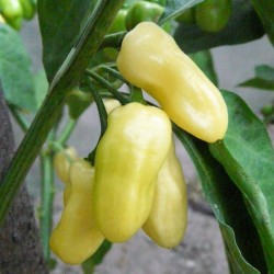 Σπόροι Τσίλι - πιπέρι Habanero Ivory - Ελεφαντοστού 2 - 2