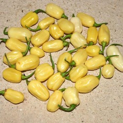 Σπόροι Τσίλι - πιπέρι Habanero Ivory - Ελεφαντοστού 2 - 1
