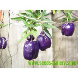 Purple Apple Berry Seeds (Billardiera longiflora)
