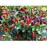 Numex Twilight Chilli Seeds 1.95 - 6