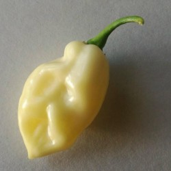 Σπόροι Τσίλι πιπέρι "Fatalii White" 2.5 - 5