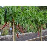 "Joes Long" Chilli Pepper Seeds 1.85 - 3