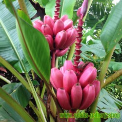 Banana Musa Ornata Seme - Purpurni Cvet