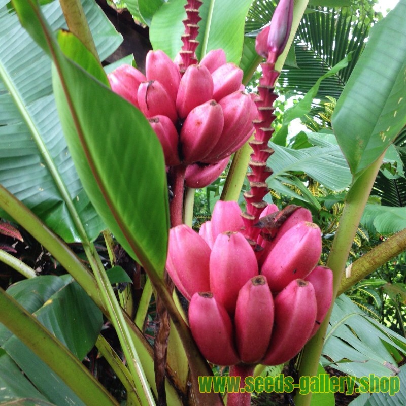 Banana Musa Ornata Seeds