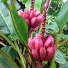 Banana Musa Ornata Seeds