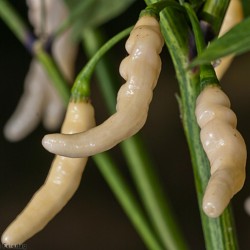 Aribibi Gusano Chili Seme 2.5 - 1