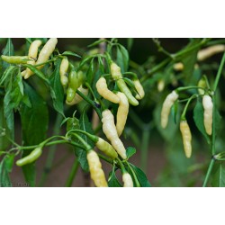 Aribibi Gusano Chili Seme 2.5 - 4