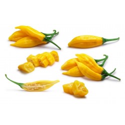 Lemon Drop Chili Seeds (Capsicum baccatum) 1.5 - 1